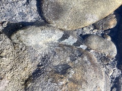 Cottus