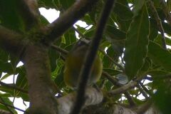 Chlorospingus flavopectus