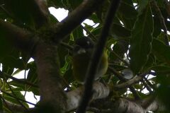 Chlorospingus flavopectus