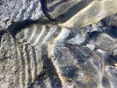 Cottus