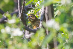 Emberiza citrinella × leucocephalos