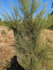 Casuarina