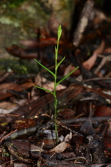 Pterostylis macilenta