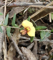 Bossiaea