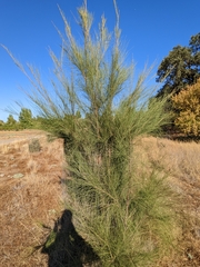 Casuarina