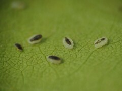 Trialeurodes abutiloneus