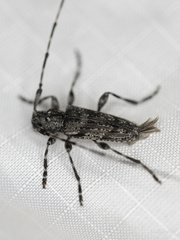 Acanthocinus obliquus