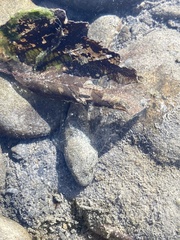 Cottus