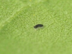 Trialeurodes abutiloneus