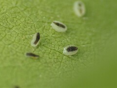 Trialeurodes abutiloneus