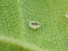 Trialeurodes abutiloneus