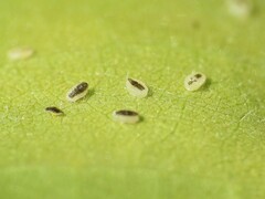 Trialeurodes abutiloneus