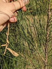 Casuarina