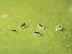 Trialeurodes abutiloneus