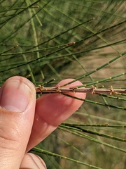 Casuarina
