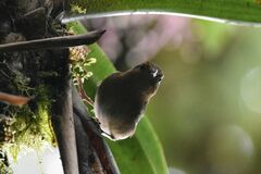 Troglodytes ochraceus