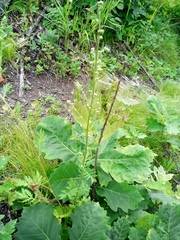 Artemisia maximovicziana