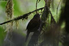 Premnoplex brunnescens