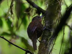 Premnoplex brunnescens