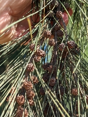 Casuarina
