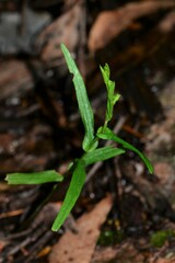 Pterostylis macilenta