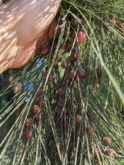 Casuarina