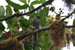 Phainoptila melanoxantha