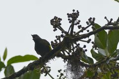 Phainoptila melanoxantha