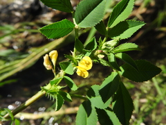 Medicago intertexta ciliaris