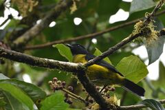 Phainoptila melanoxantha