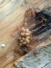 Centruroides limpidus