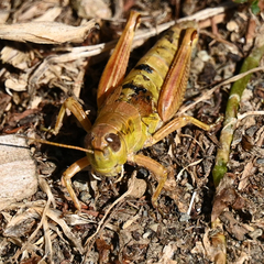 Melanoplus montanus
