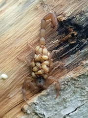 Centruroides limpidus