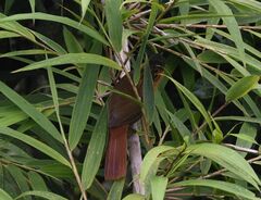 Thripadectes