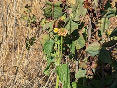 Lantana camara