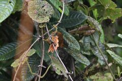 Thripadectes