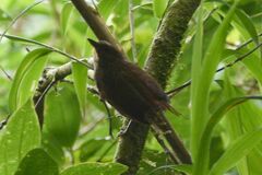 Syndactyla subalaris