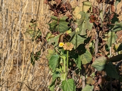 Lantana camara