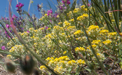 Odontarrhena obovata