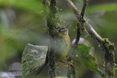 Basileuterus melanotis