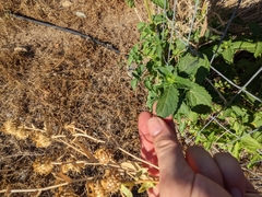 Lantana camara