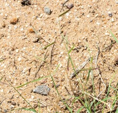 Bouteloua barbata barbata