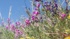 Oxytropis floribunda