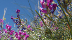 Oxytropis floribunda