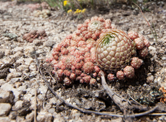 Orostachys spinosa