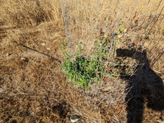 Lantana camara