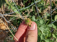 Lantana camara