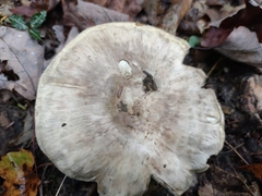 Tricholoma caligatum