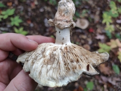 Tricholoma caligatum