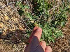 Lantana camara